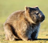 Wombat